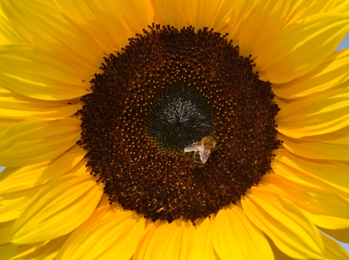 Sunflower destined for a mini bio-diesel project. (Photo by Jackson Dellios 9E)