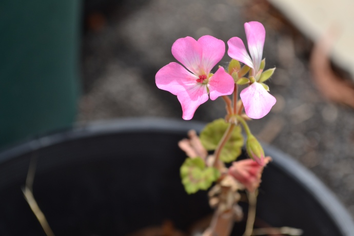 Geranium just starting to recover from severe neglect (photo by Janaya Walker-Pierce 9E)