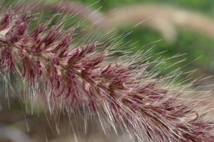 Close-up of fountain grass flower head (photo by Nathan Chester 9C)