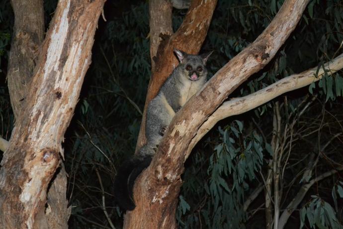 The Brushtail possum is the most widespread mammal of Australia